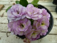 BARNHAVEN DOUBLE AURICULA - Pink shades