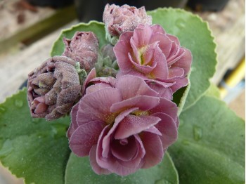 BARNHAVEN DOUBLE AURICULA - Pink shades