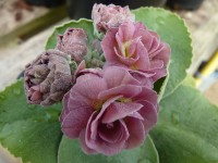 BARNHAVEN DOUBLE AURICULA - Pink shades