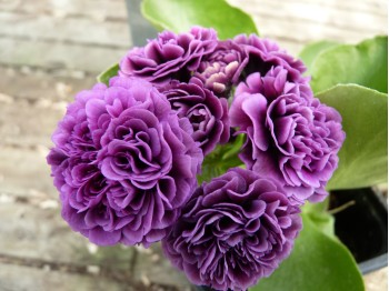 BARNHAVEN DOUBLE AURICULA - Purple shades