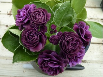 BARNHAVEN DOUBLE AURICULA - Purple shades