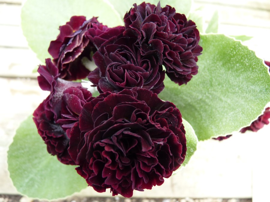 BARNHAVEN DOUBLE AURICULA - Red shades