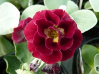 BARNHAVEN DOUBLE AURICULA - Red shades