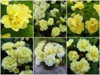 BARNHAVEN DOUBLE PRIMROSE - Yellows