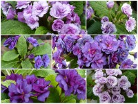 BARNHAVEN DOUBLE PRIMROSE  - Mauves and purples