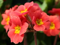 Primula HARBOUR LIGHTS