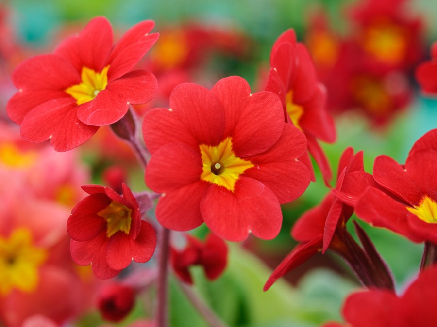 Primula x polyanthus HARBOUR LIGHTS