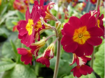 Primula veris 'Lord Alfred'