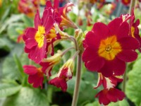 Primula veris 'Lord Alfred'