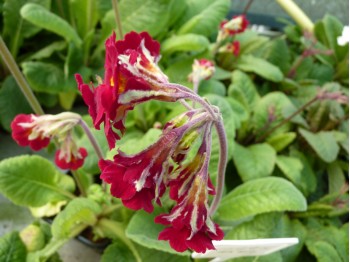 Primula veris 'Lord Alfred'