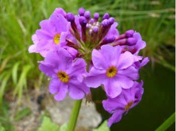 Primula burmanica