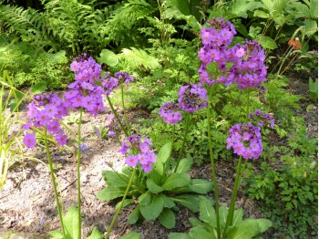 Primula burmanica