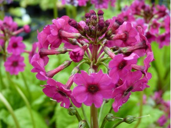 Primula japonica pink hybrids