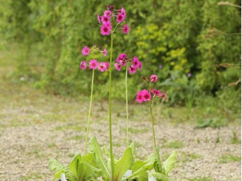 Primula japonica pink hybrids