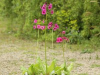 Primula japonica pink hybrids