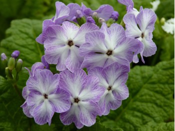 LILAC CRINOLINE