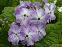 LILAC CRINOLINE