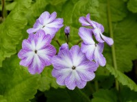 LILAC CRINOLINE