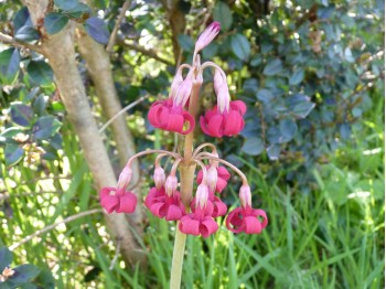 Primula maximowiczii 