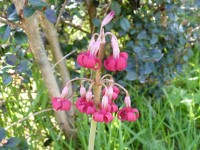 Primula maximowiczii 