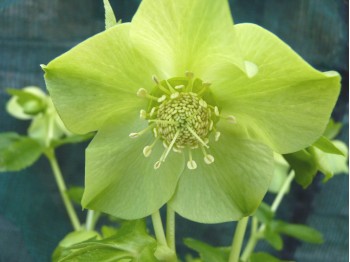 Helleborus x hybridus 'Barnhaven hybrids' - Grün