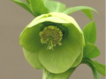 Helleborus x hybridus 'Barnhaven hybrids' - Single Green Strain