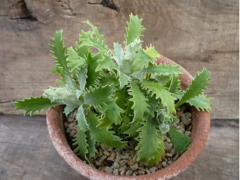 Primula marginata 'Laciniata'