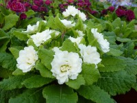 BARNHAVEN DOUBLE PRIMROSE  Jack-in-the-green