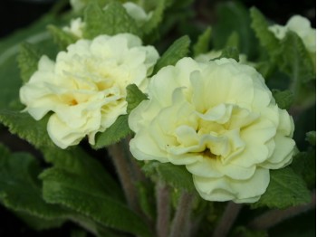 BARNHAVEN DOUBLE PRIMROSE  Jack-in-the-green