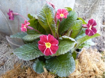 Primula BLARNEY CASTLE RED