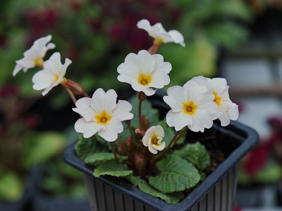 Primrose STRAWBERRIES & CREAM