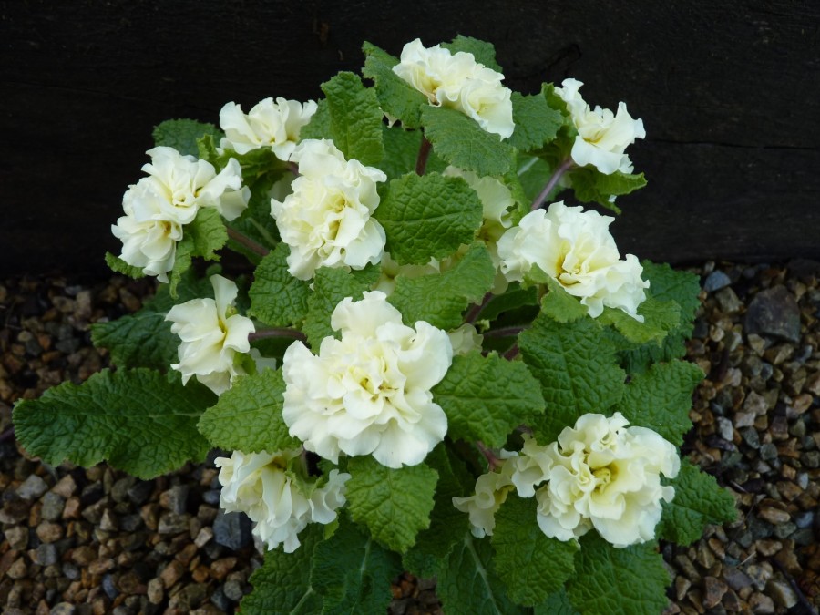 Double primrose 'Dentelle'