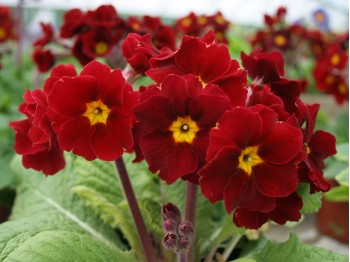 Primula x polyanthus LITTLE EGYPT