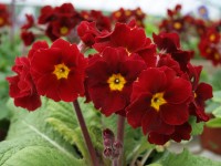 Primula x polyanthus LITTLE EGYPT