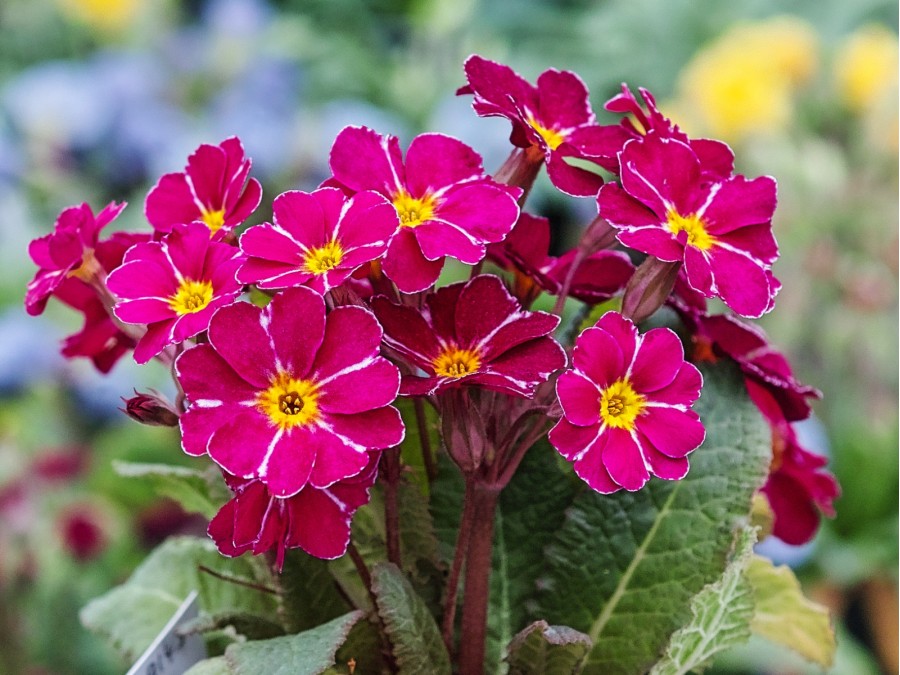 Primula BARNHAVEN PIXIES