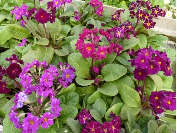 Primula x polyanthus BARNHAVEN PIXIES