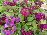 Primula x polyanthus BARNHAVEN PIXIES