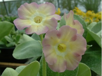 BARNHAVEN BORDER AURICULAS - Pink and yellow