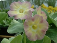 BARNHAVEN BORDER AURICULAS - Pink and yellow