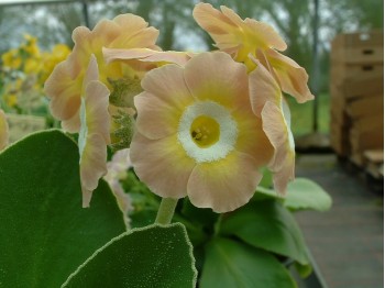 BARNHAVEN BORDER AURICULAS - Pink and yellow