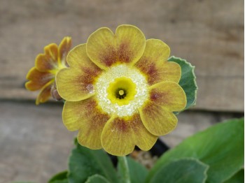 BARNHAVEN BORDER AURICULA - Mustard