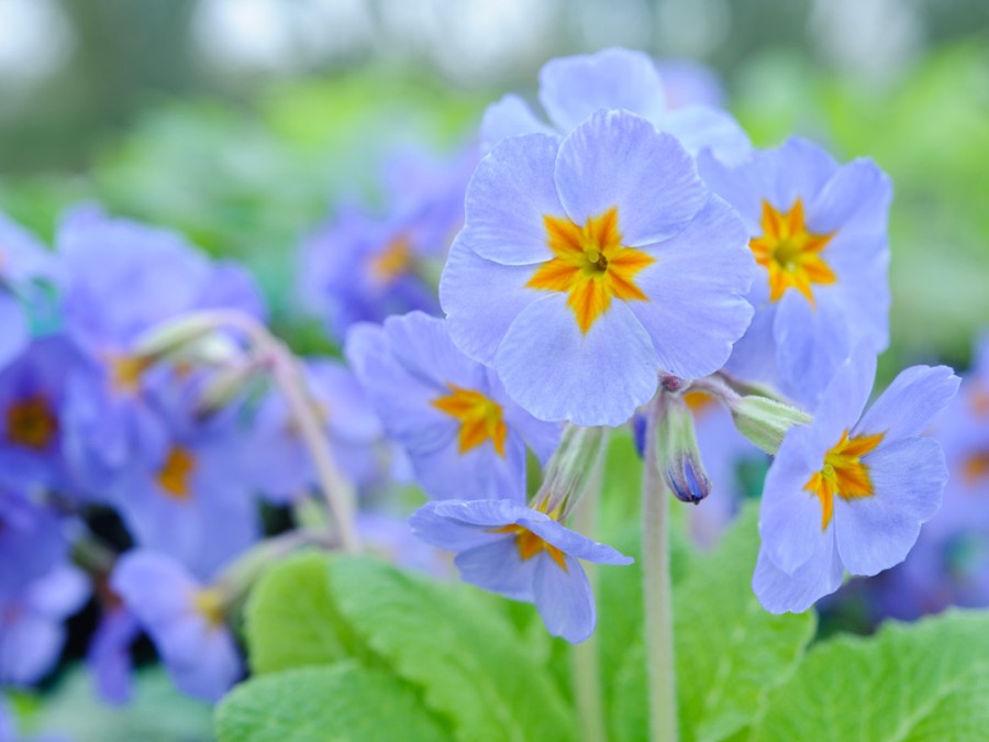 Primula REVERIE