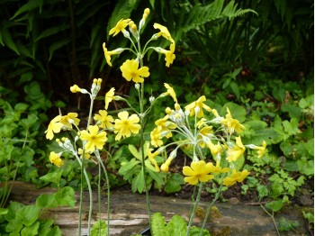 Primula cockburniana 'Kevock Sunshine'