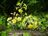 Primula cockburniana 'Kevock Sunshine'