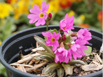 Primula rosea