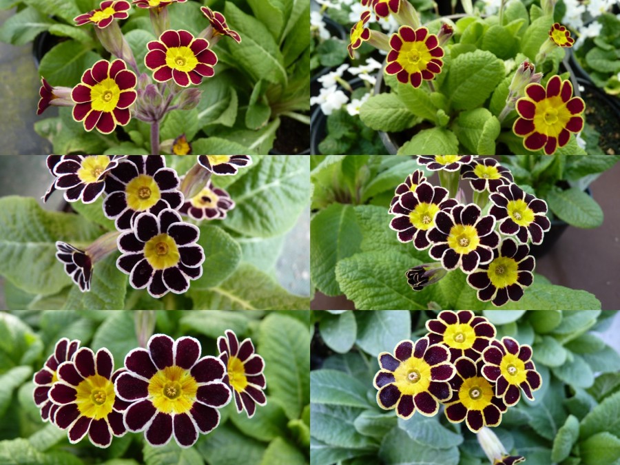 GOLD AND SILVER-LACED  PRIMULA - Plant Collection