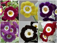 SHOW SELF AURICULAS Plant collection