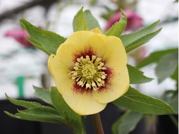 Helleborus x hybridus 'Barnhaven Hybrids' Single Yellow Shades with red centres