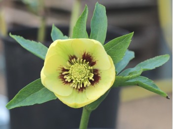 Helleborus x hybridus 'Barnhaven Hybrids' Single Yellow Shades with red centres