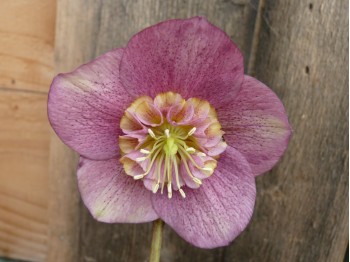 Helleborus x hybridus 'Barnhaven hybrids' Anemone Centre Pink Shades